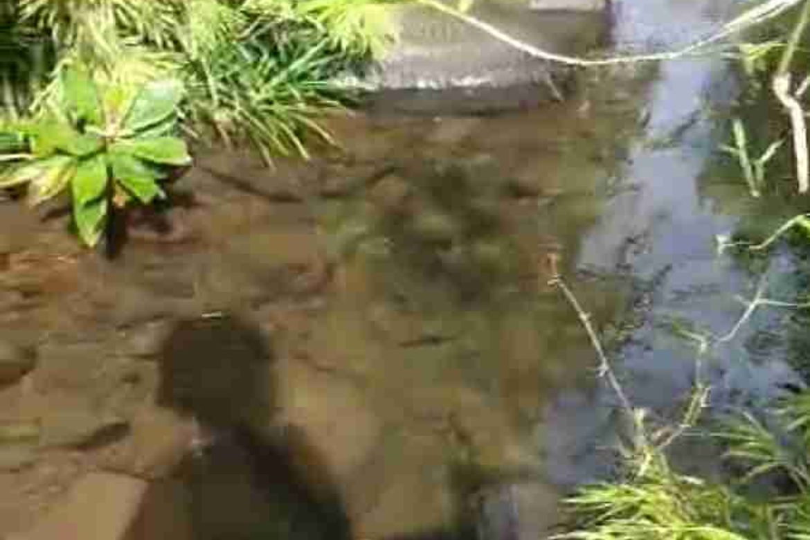 Land for Sale in Princess Urduja, Narra, Palawan – photo 2