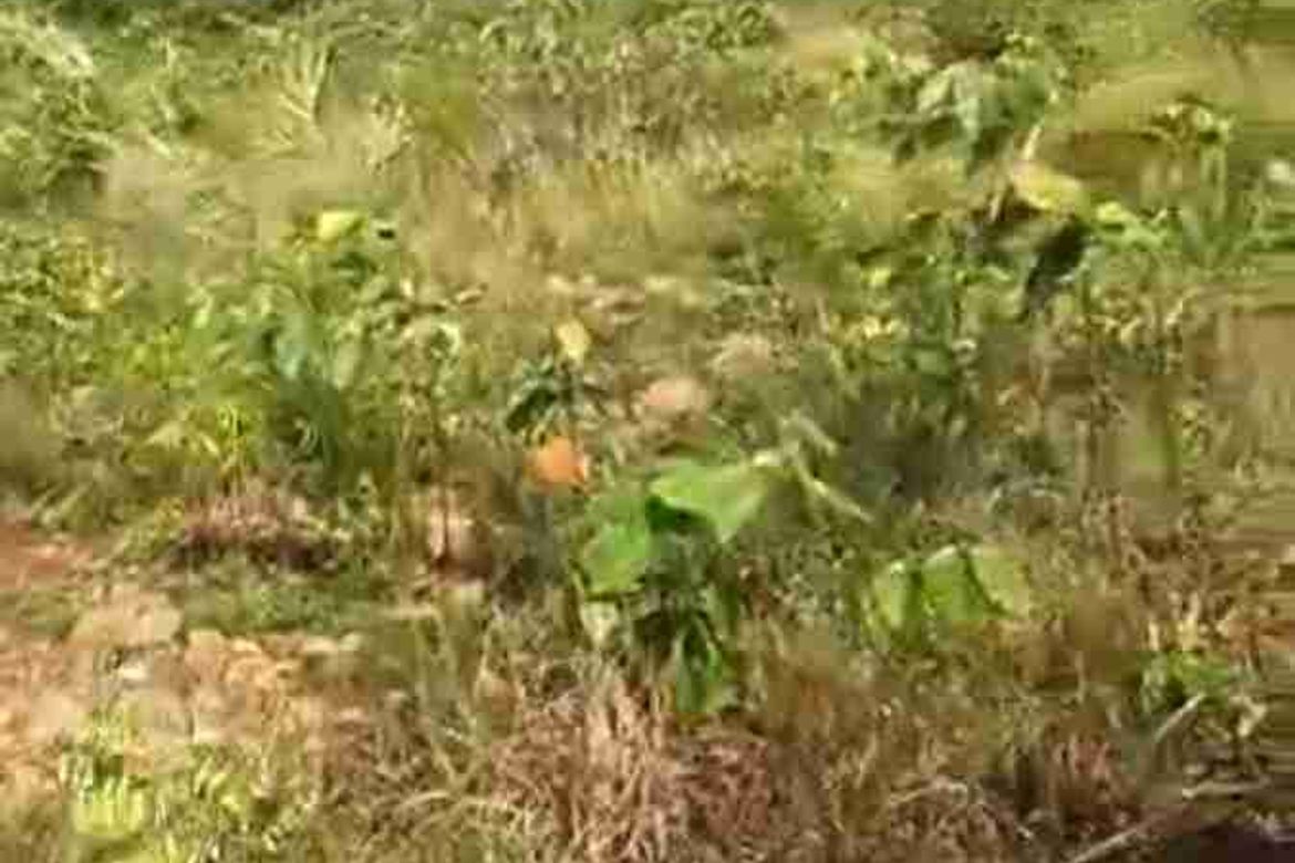 Land for Sale in Princess Urduja, Narra, Palawan – photo 3