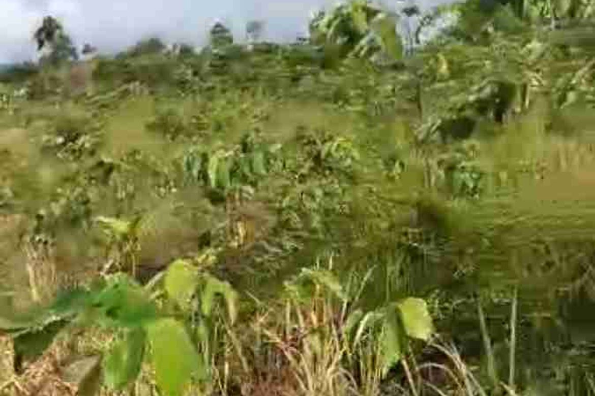 Land for Sale in Princess Urduja, Narra, Palawan – photo 4