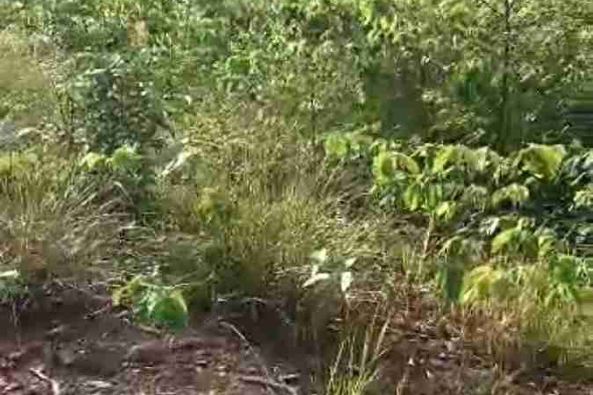 Land for Sale in Princess Urduja, Narra, Palawan – photo 6