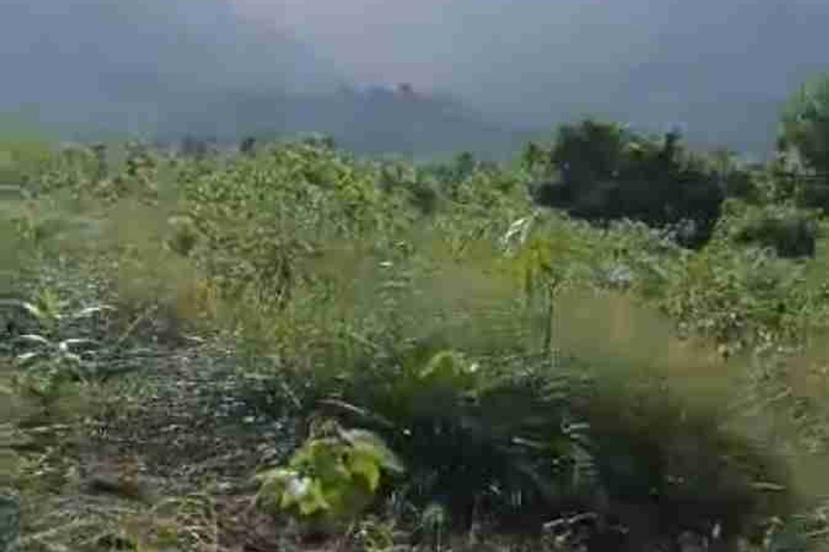 Land for Sale in Princess Urduja, Narra, Palawan – photo 7