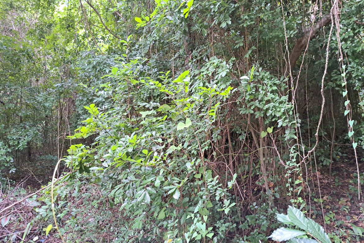Land for Sale in Prinza, Teresa, Rizal – photo 3