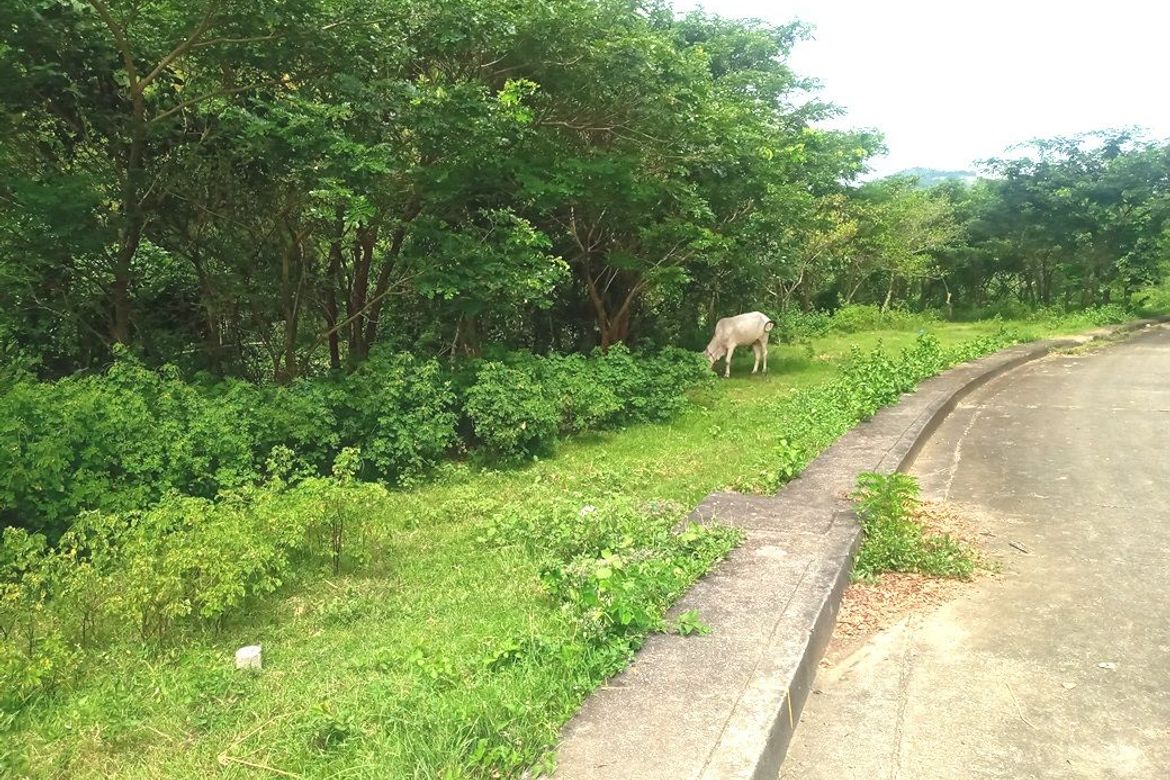 Land for Sale in Pulangbato, Cebu City, Cebu – photo 7