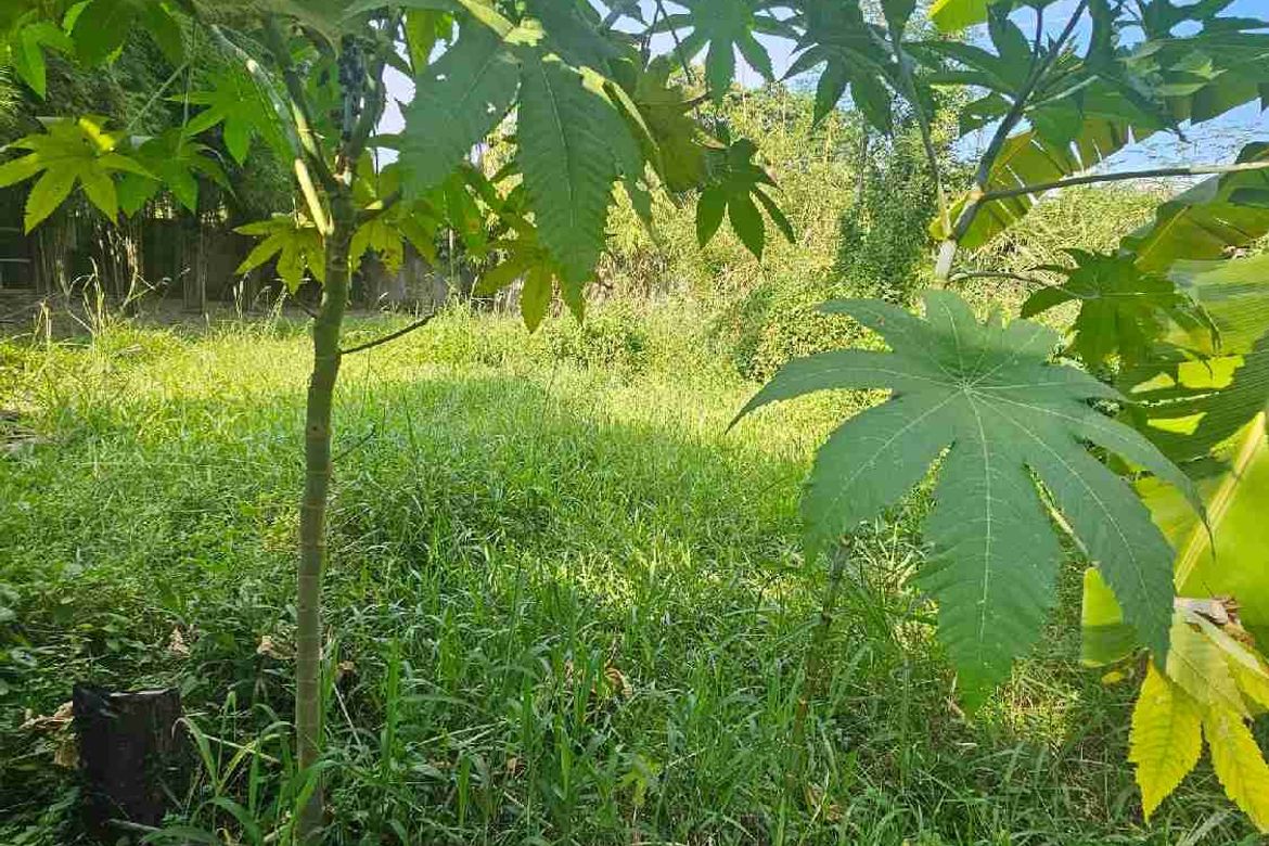 Land for Sale in Pulantubig, Dumaguete, Negros Oriental