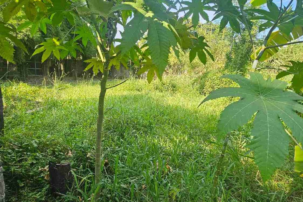 Land for Sale in Pulantubig, Dumaguete, Negros Oriental – photo 3