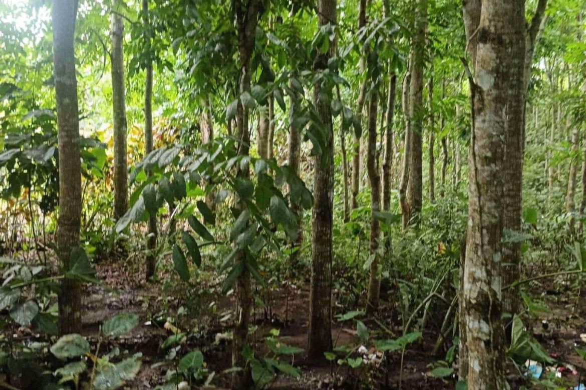 Land for Sale in Pulong Bunga, Silang, Cavite – photo 3