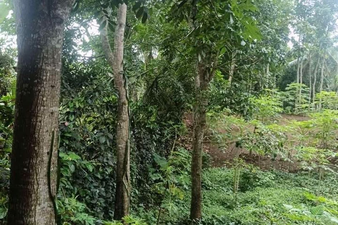 Land for Sale in Pulong Bunga, Silang, Cavite – photo 4