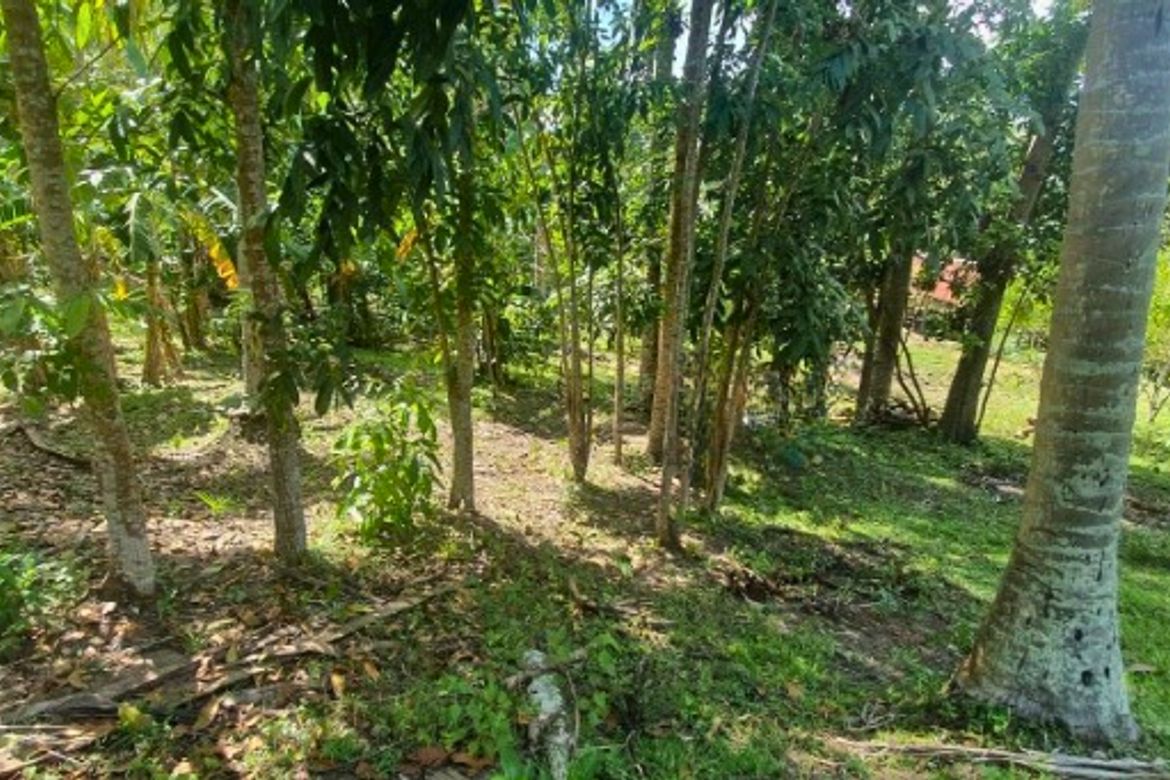 Land for Sale in Quipot, San Juan, Batangas – photo 2