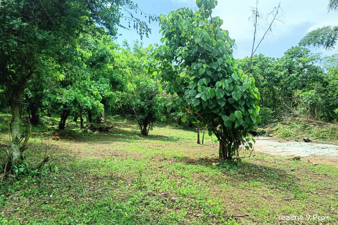 Land for Sale in Rizal, Tuy, Batangas – photo 3