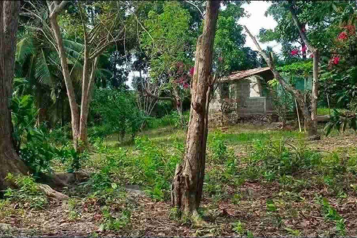 Land for Sale in Saavedra, Moalboal, Cebu