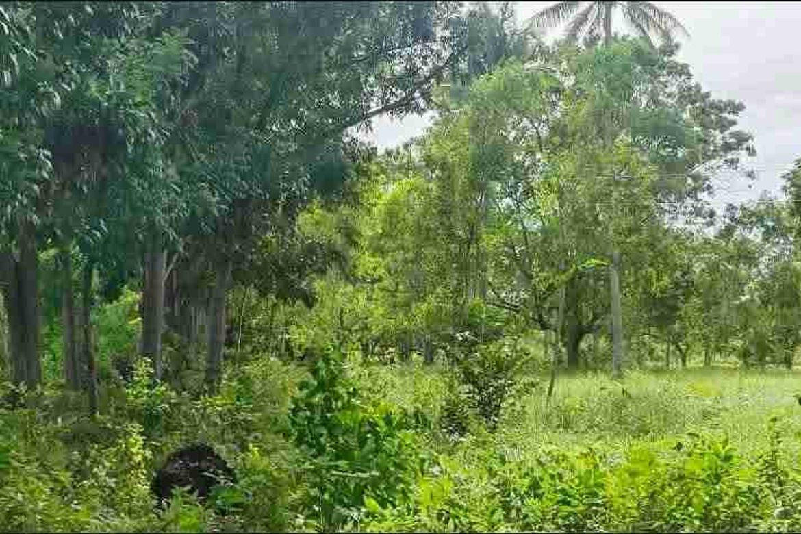 Land for Sale in Saavedra, Moalboal, Cebu – photo 5