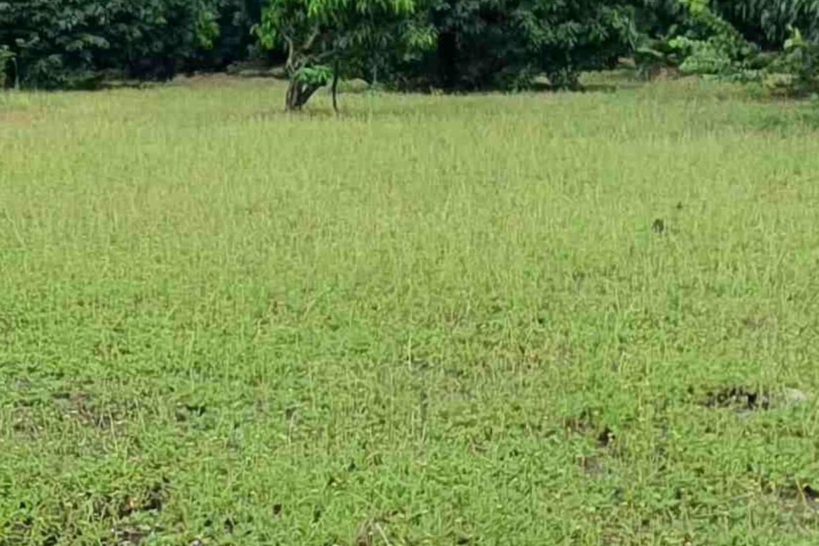 Land for Sale in Sahud Ulan, Tanza, Cavite
