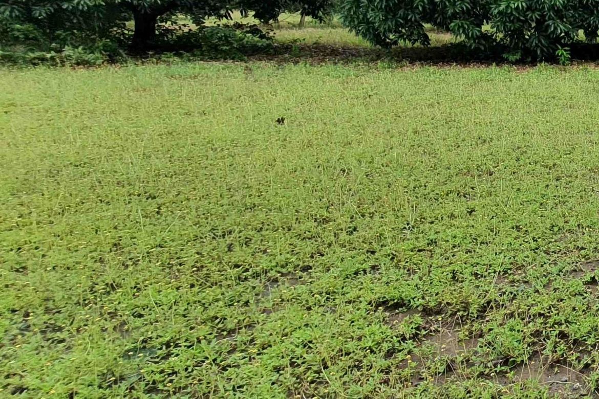 Land for Sale in Sahud Ulan, Tanza, Cavite – photo 2