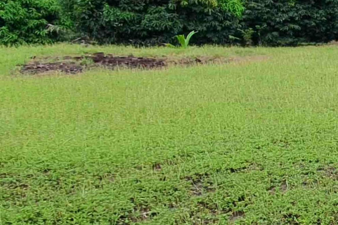 Land for Sale in Sahud Ulan, Tanza, Cavite – photo 3