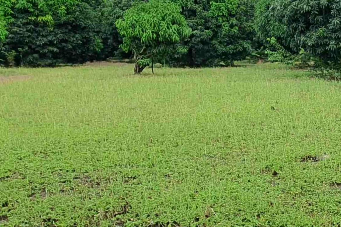 Land for Sale in Sahud Ulan, Tanza, Cavite – photo 4