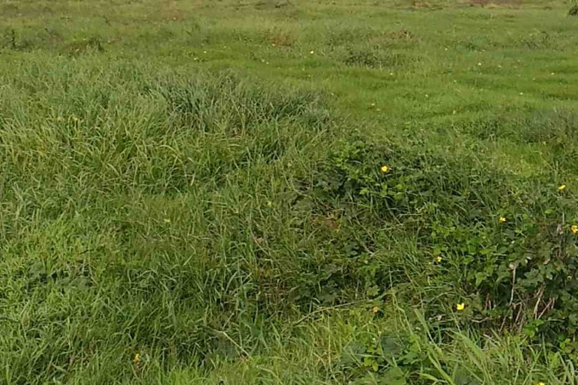Land for Sale in Salitran I, Dasmariñas, Cavite – photo 2