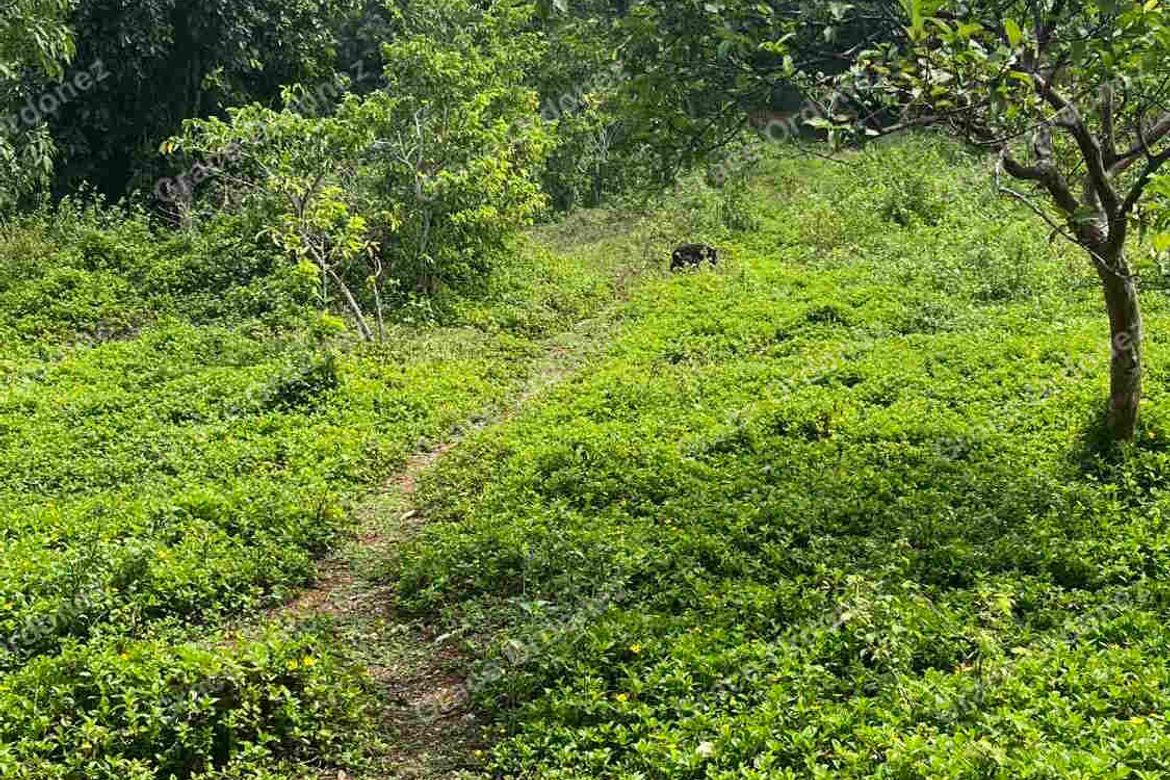 Land for Sale in Sampaloc, Tanay, Rizal – photo 3
