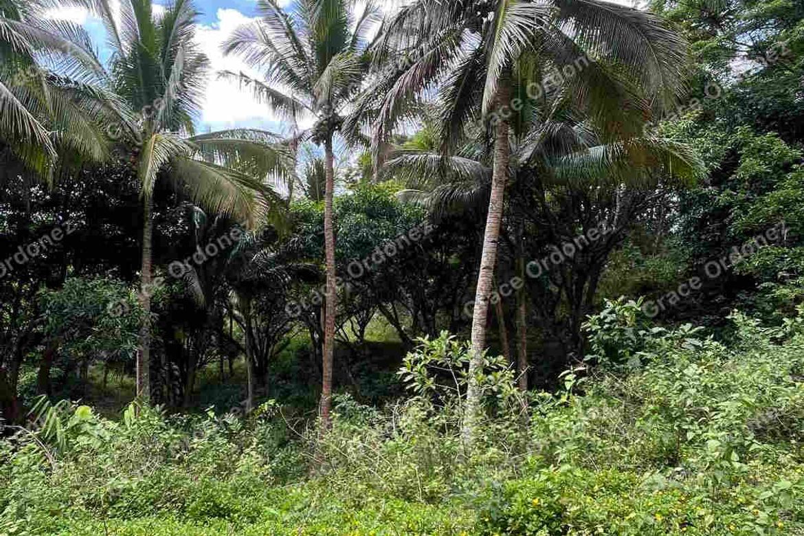 Land for Sale in Sampaloc, Tanay, Rizal – photo 8