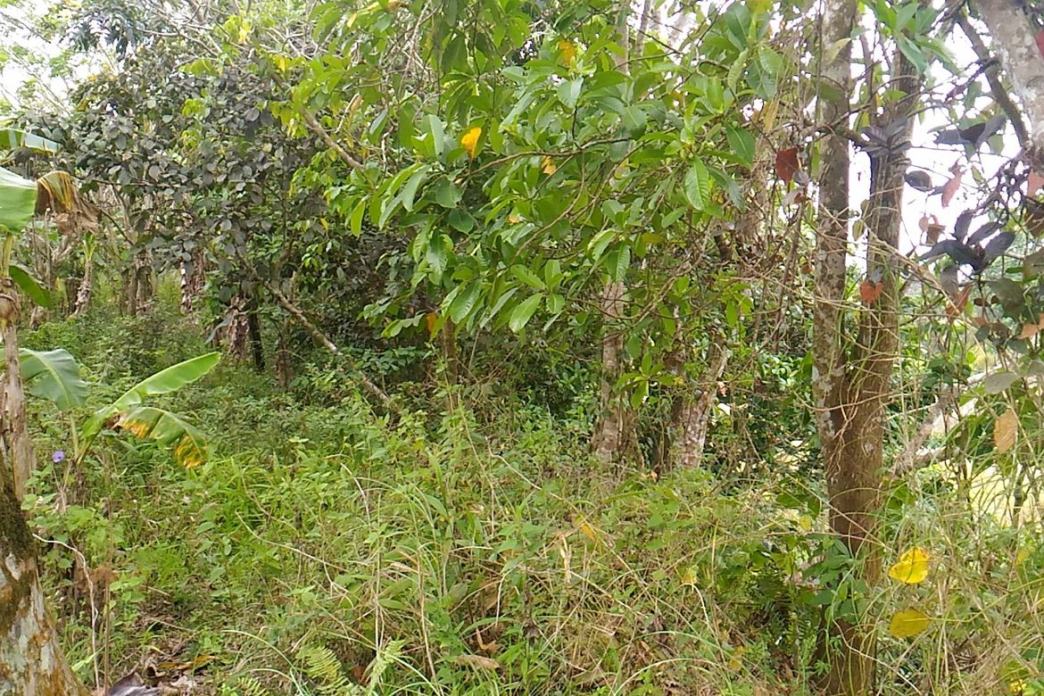 Land for Sale in Sampalucan Poblacion, General Trias, Cavite – photo 4