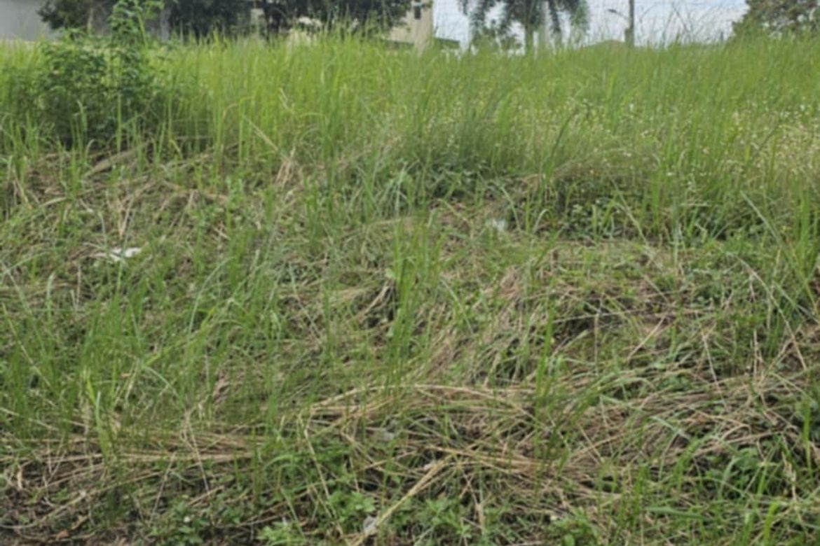 Land for Sale in San Agustin, Concepcion, Tarlac – photo 4