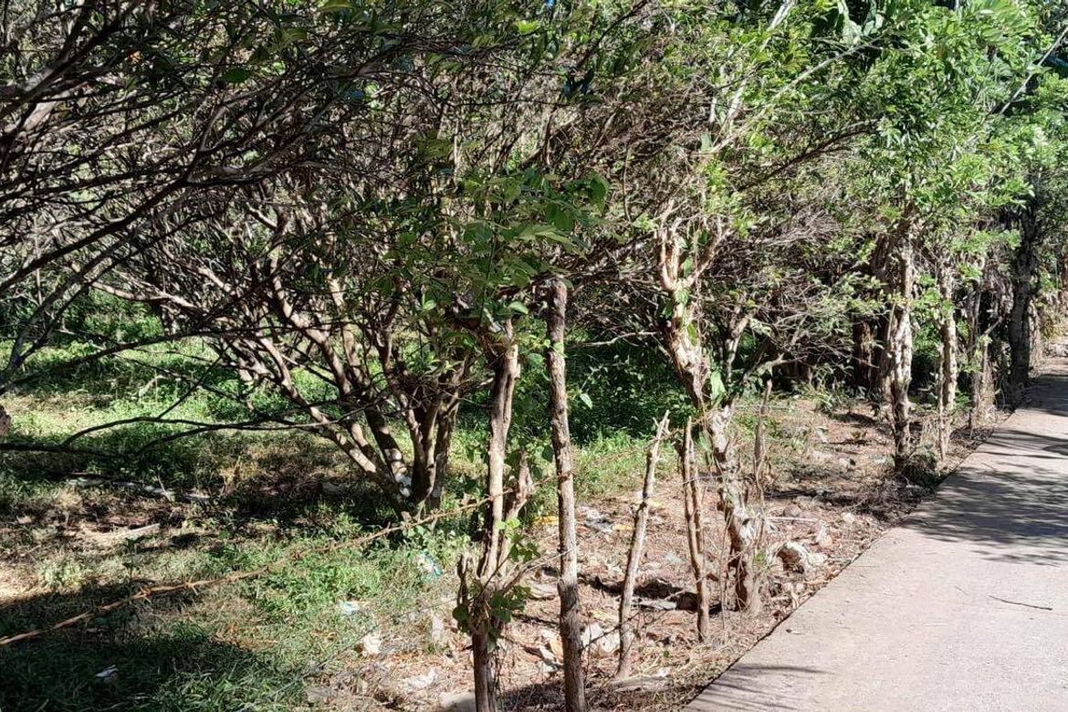 Land for Sale in San Antonio, Mabitac, Laguna – photo 5