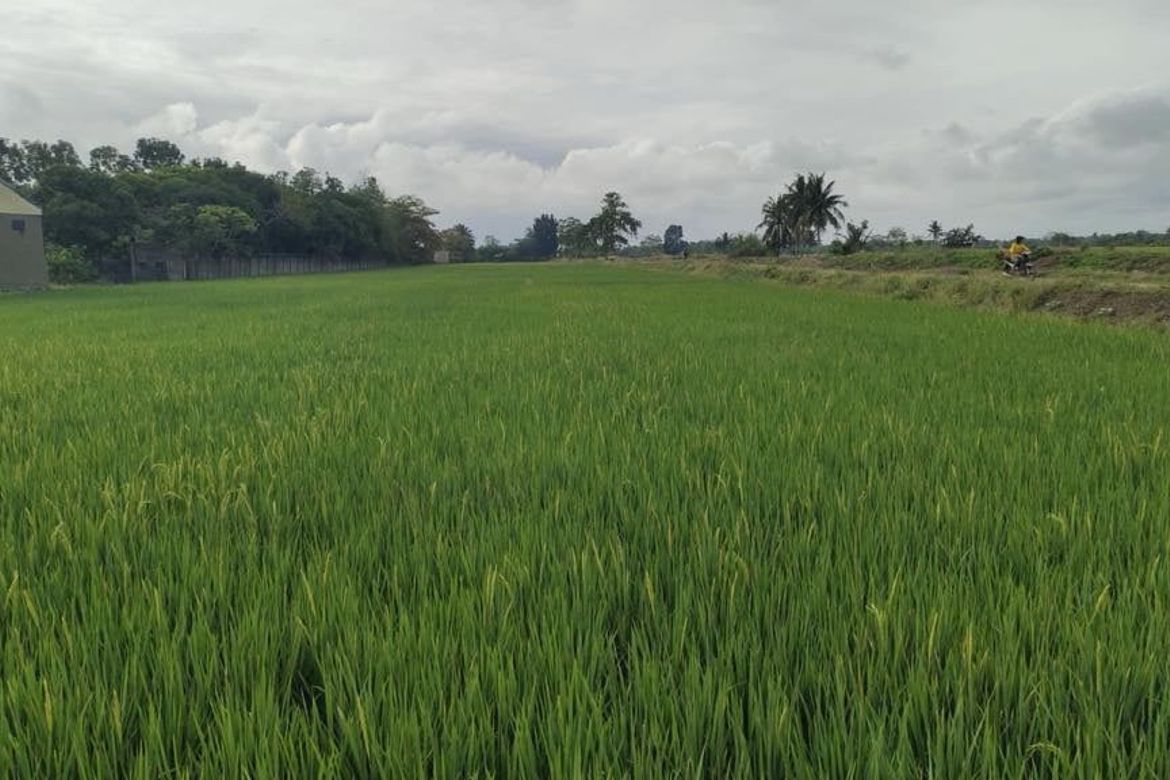 Land for Sale in San Antonio, Roxas, Isabela – photo 4
