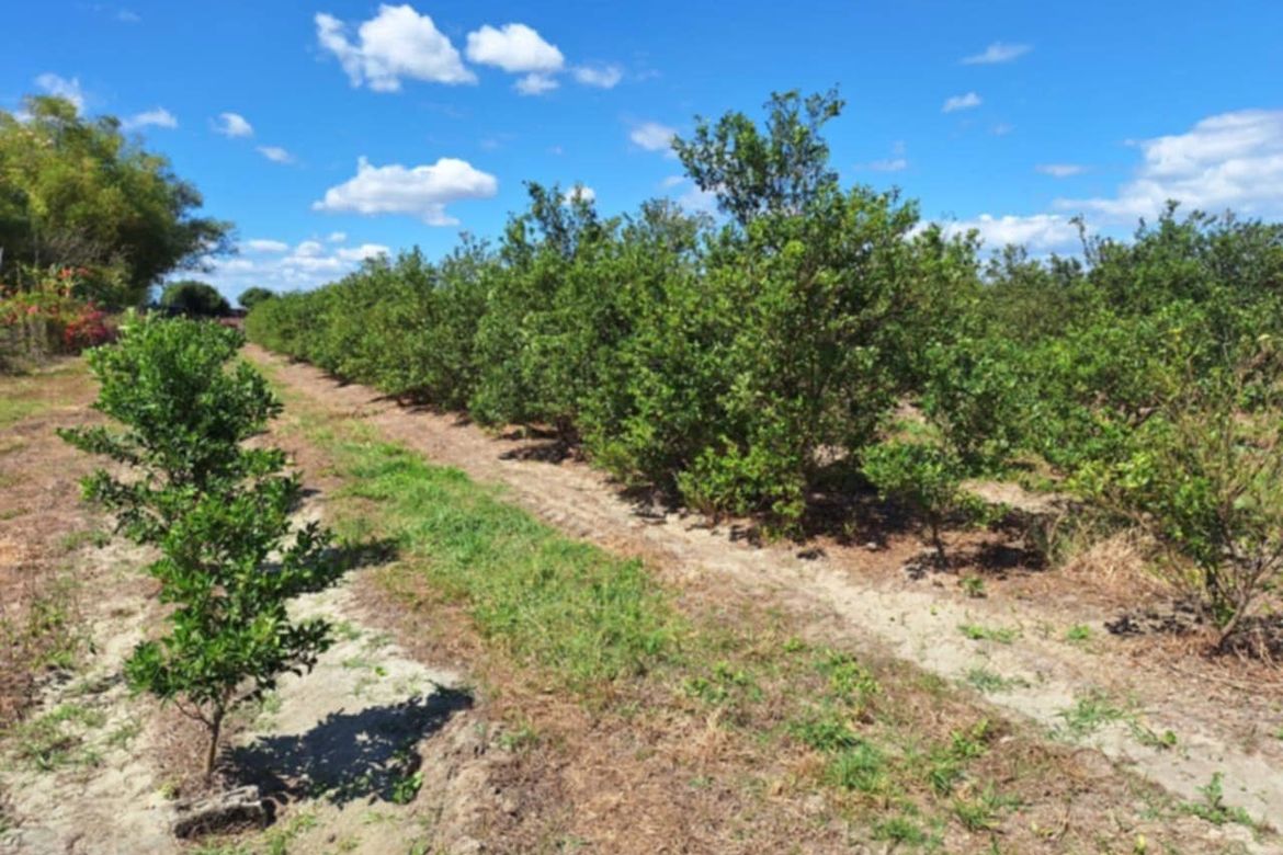 Land for Sale in San Felipe, San Manuel, Tarlac