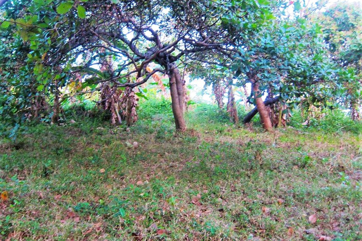 Land for Sale in San Fernando, El Nido, Palawan – photo 4