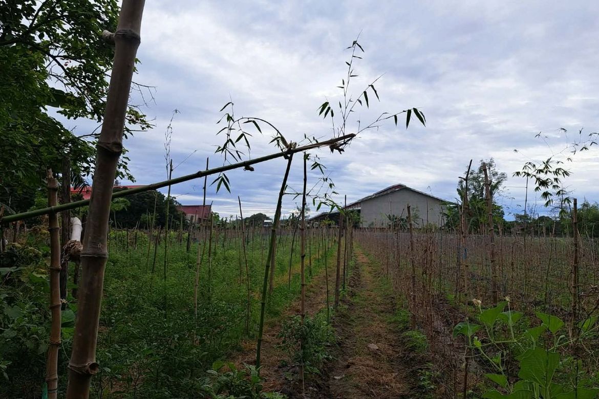 Land for Sale in San Gavino, Victoria, Tarlac – photo 2