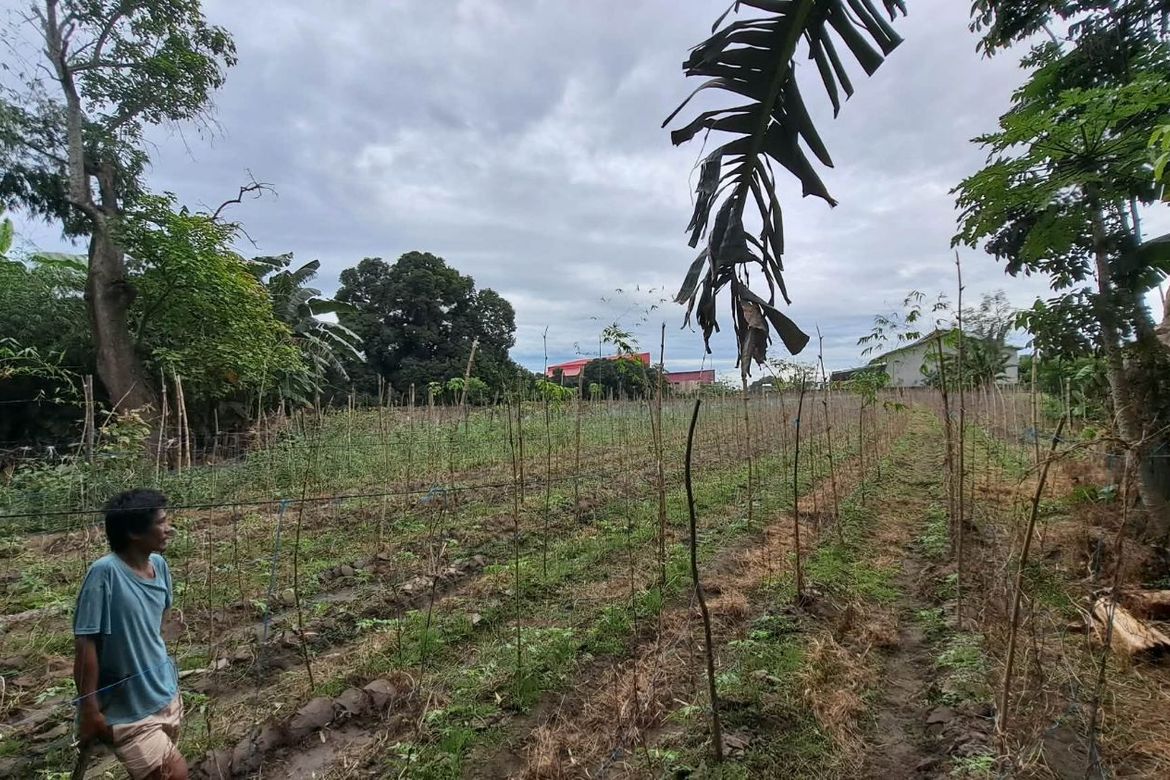 Land for Sale in San Gavino, Victoria, Tarlac – photo 4
