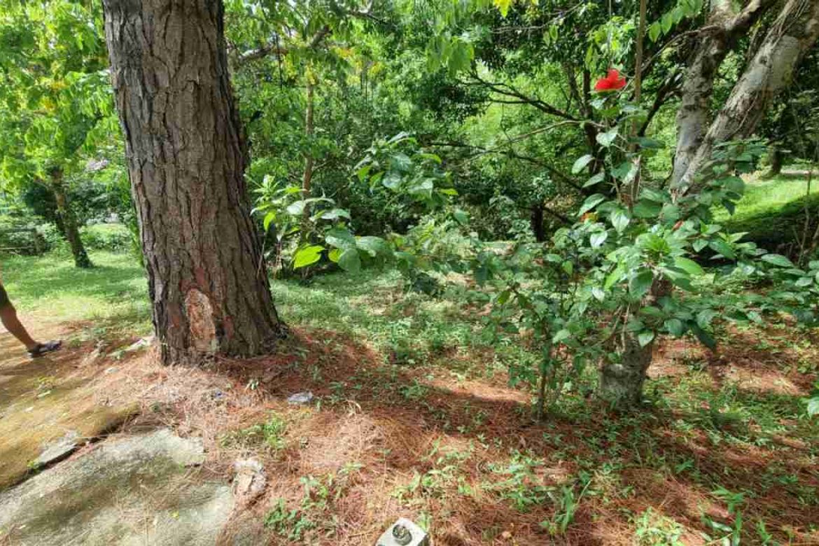 Land for Sale in San Gregorio, Laurel, Batangas – photo 4