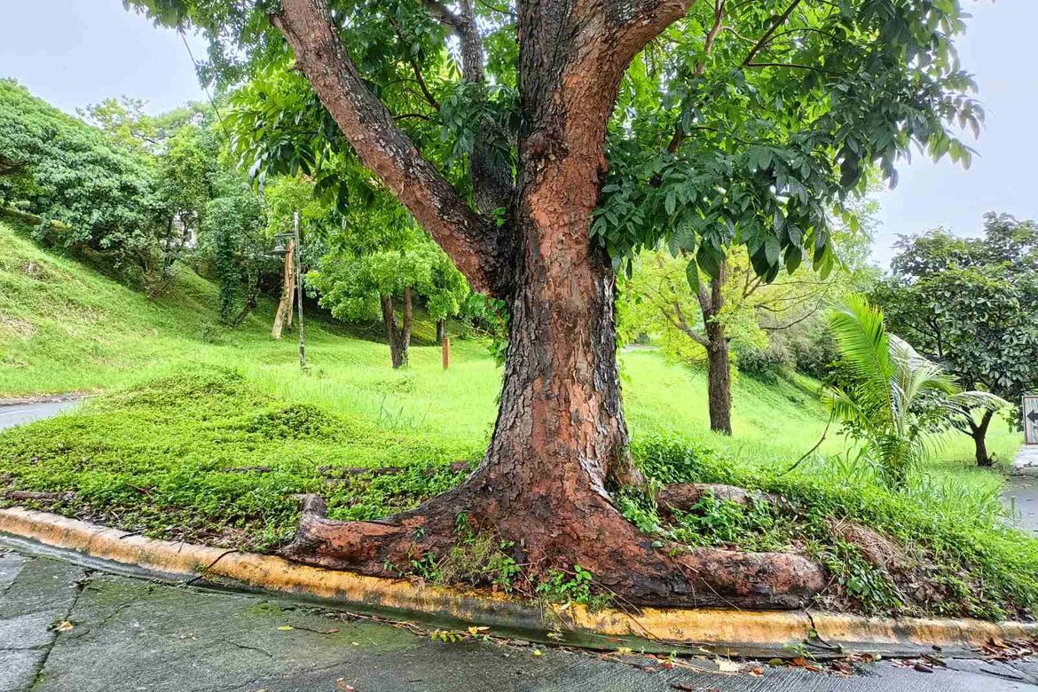 Land for Sale in San Gregorio, Laurel, Batangas – photo 2