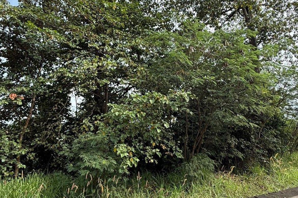 Land for Sale in San Isidro, Angono, Rizal – photo 2