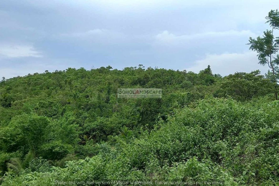 Land for Sale in San Isidro, Baclayon, Bohol – photo 5