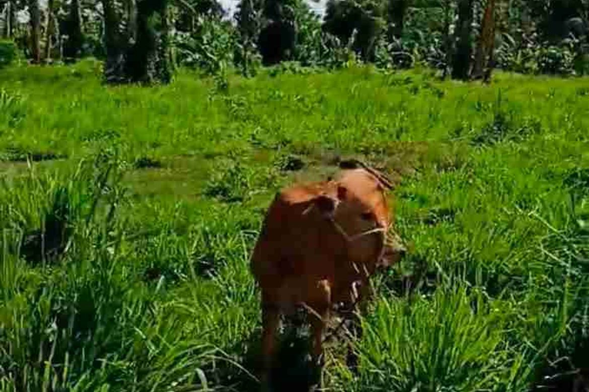 Land for Sale in San Isidro, Candelaria, Quezon – photo 2