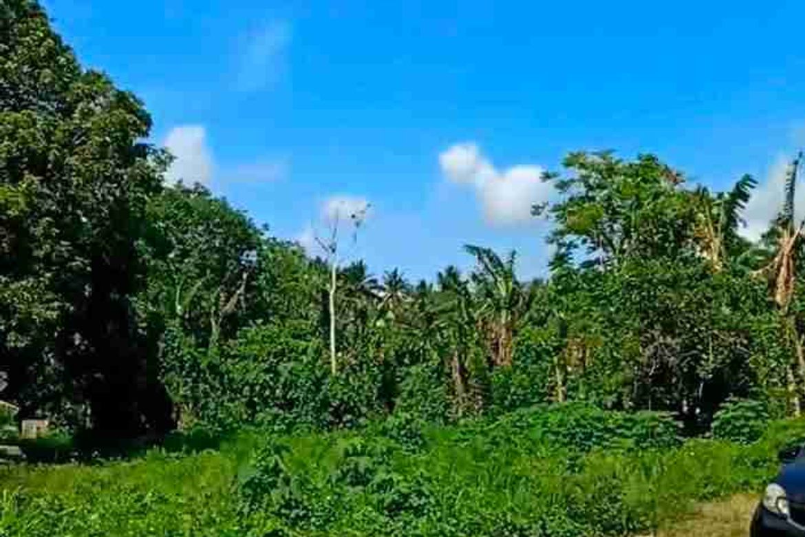 Land for Sale in San Isidro, Candelaria, Quezon – photo 4