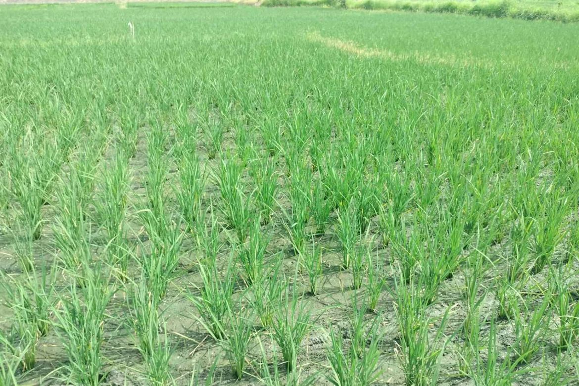 Land for Sale in San Isidro, Cauayan, Isabela – photo 2