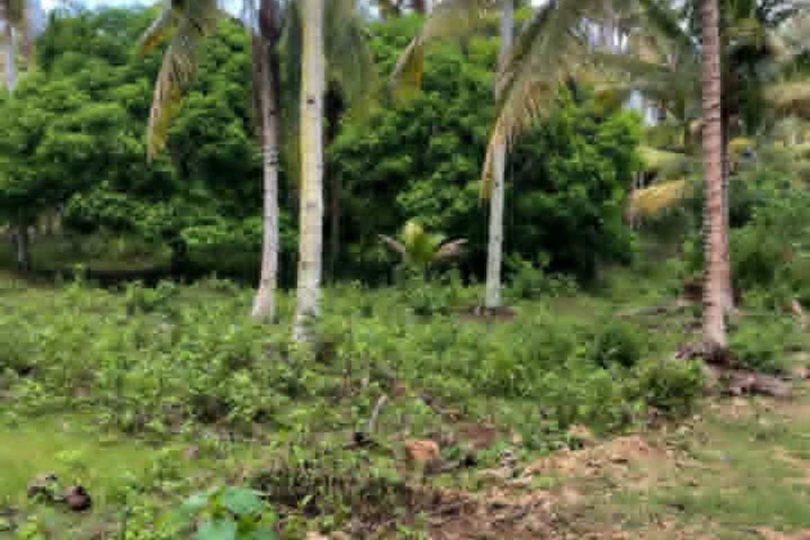 Land for Sale in San Isidro, Samal, Davao del Norte – photo 2
