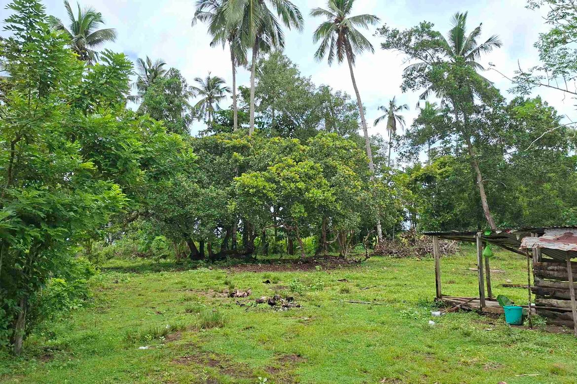 Land for Sale in San Isidro, San Vicente, Palawan – photo 7