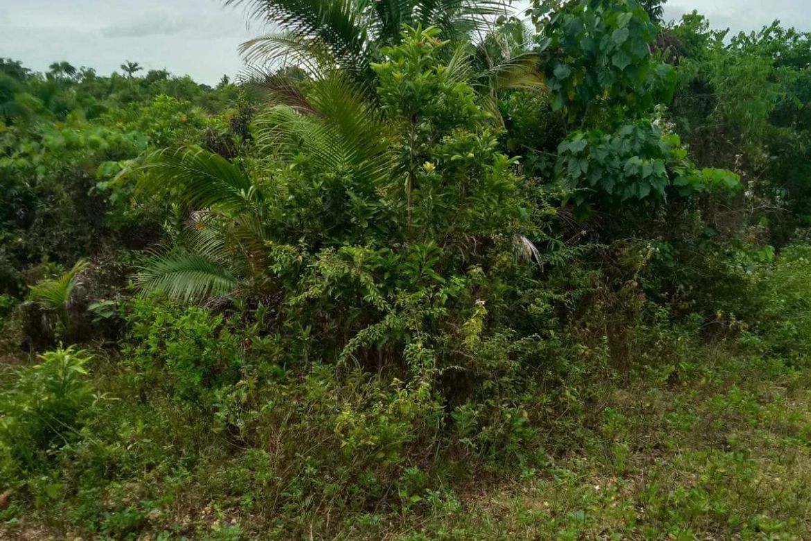 Land for Sale in San Isidro, Tagbilaran, Bohol – photo 5