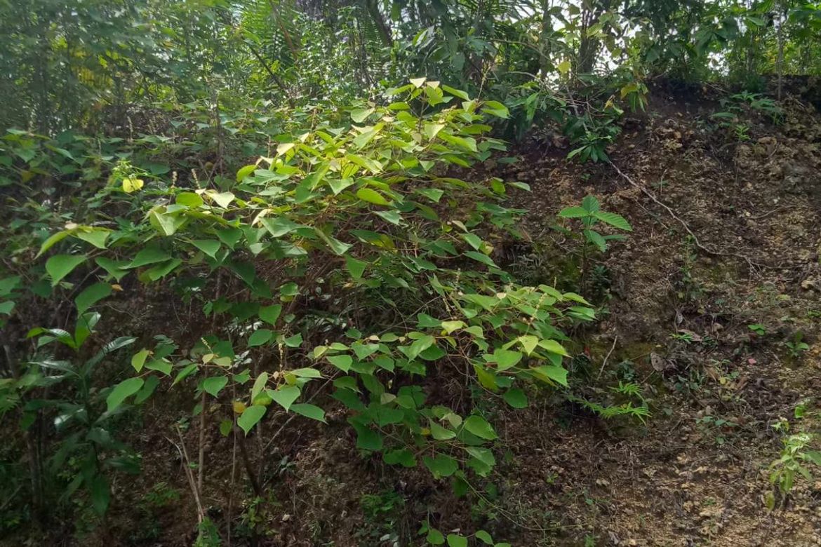 Land for Sale in San Isidro, Tagbilaran, Bohol – photo 6