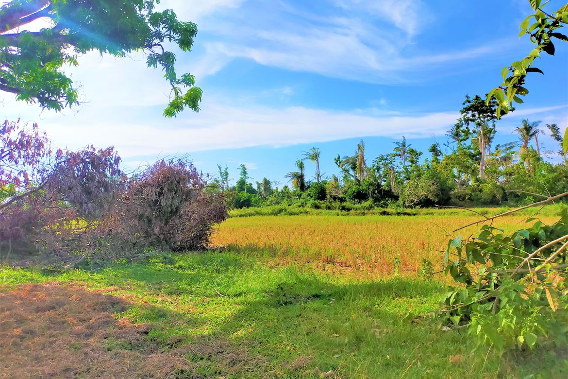 Land for Sale in San Isidro, Talibon, Bohol – photo 3