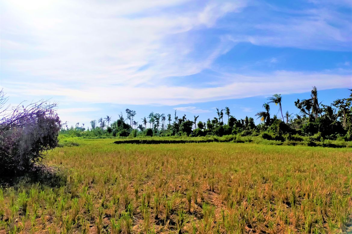 Land for Sale in San Isidro, Talibon, Bohol – photo 5