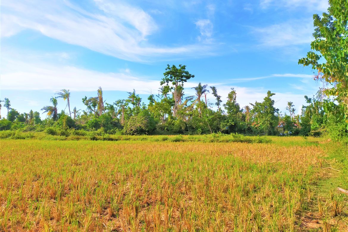 Land for Sale in San Isidro, Talibon, Bohol – photo 6