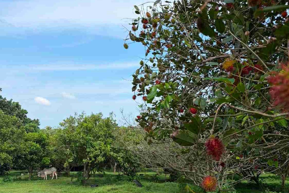 Land for Sale in San Isidro, Tiaong, Quezon