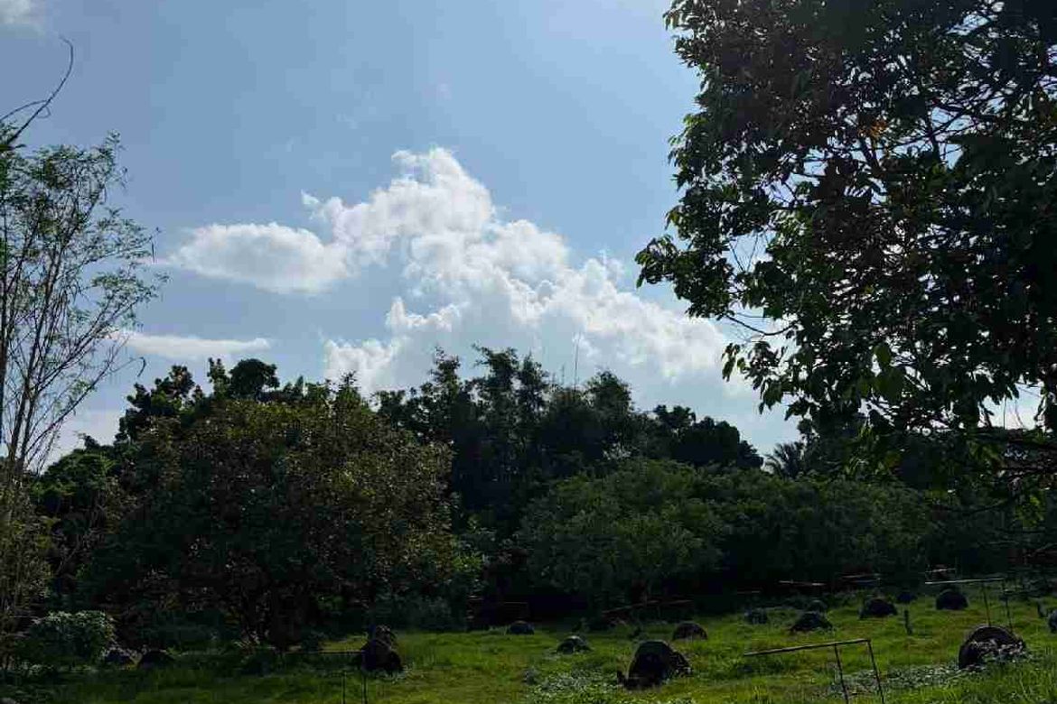 Land for Sale in San Isidro, Tiaong, Quezon – photo 2