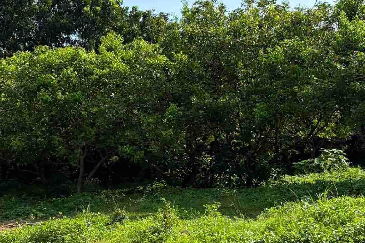 Land for Sale in San Isidro, Tiaong, Quezon – photo 3