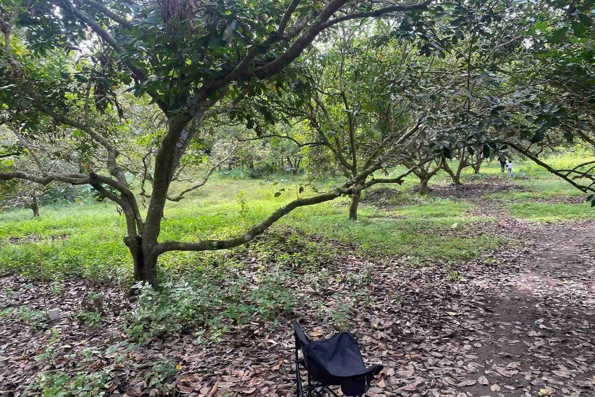 Land for Sale in San Isidro, Tiaong, Quezon – photo 2