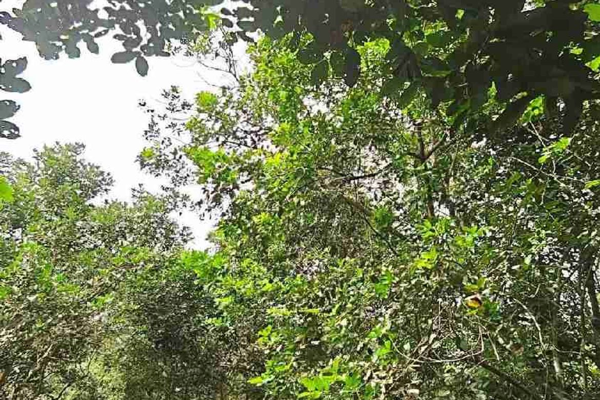 Land for Sale in San Isidro, Tiaong, Quezon – photo 6