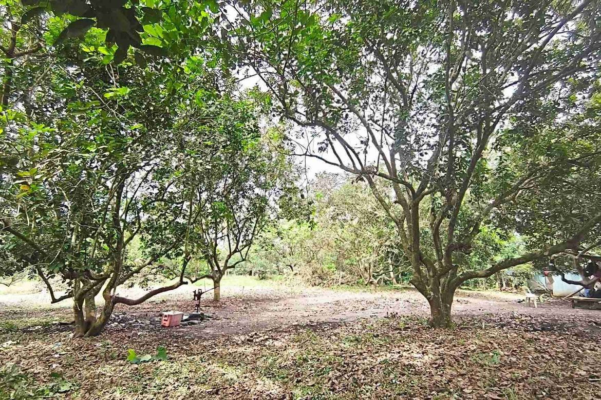 Land for Sale in San Isidro, Tiaong, Quezon – photo 7